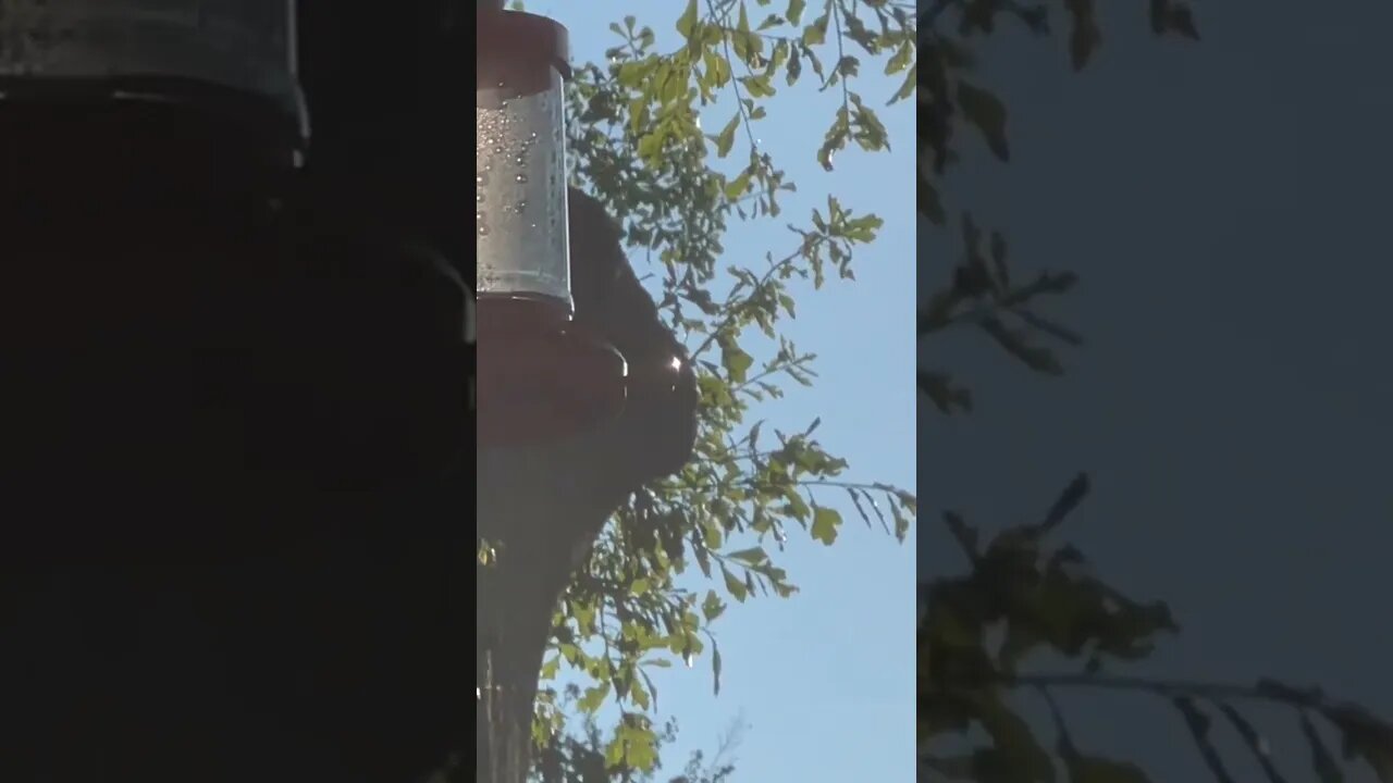 Hummingbird migration