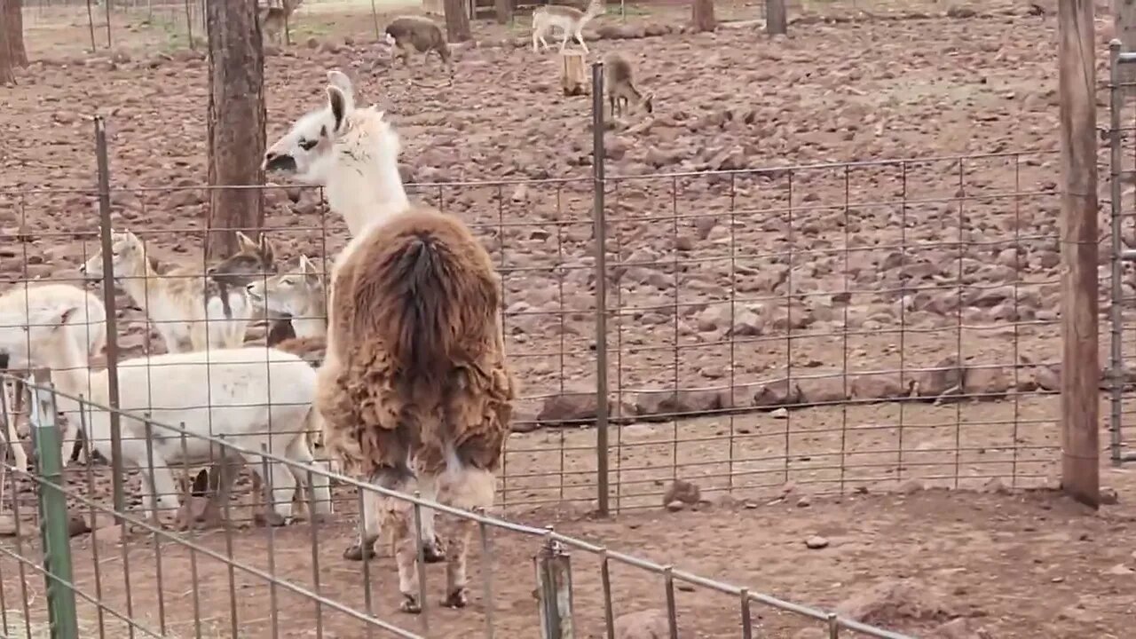 Alpacas and some deer