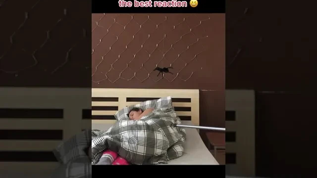 Tarantula Prank