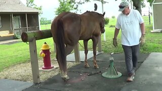 Working With New Horse Belle - Doing Hoof Care On The Front Hooves