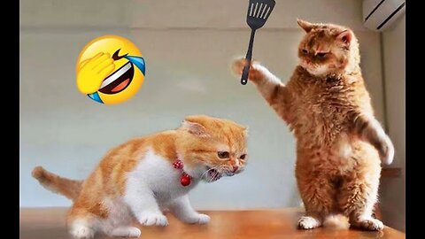 Cat funny vedio