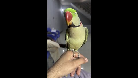 Amazing talking parrot