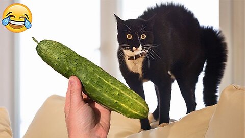 Lol funny pets 2025
