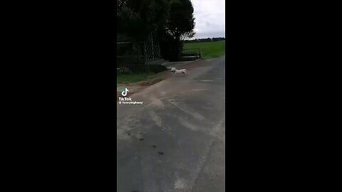 More funny pet videos