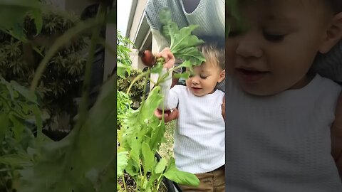 My 2 Year Old is Harvesting Gold Beets! 😍🥰 #gardeningwithkids