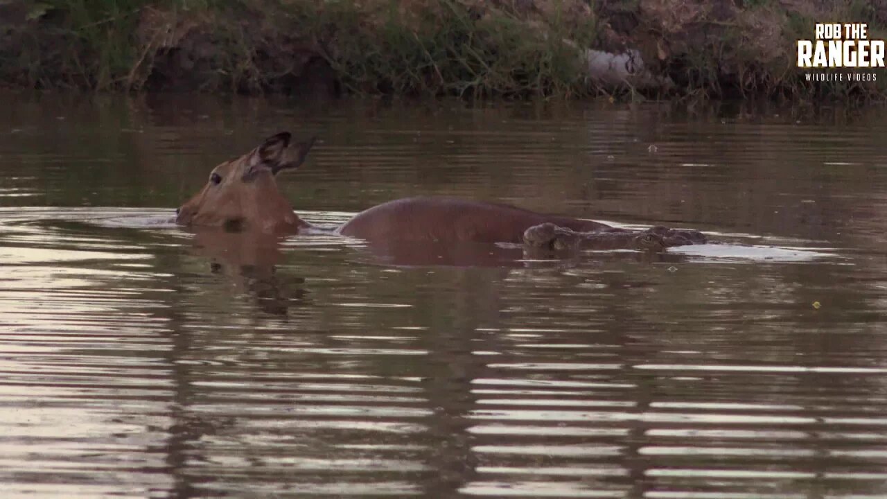 Helpless Impala Cant Escape The Jaws Of A Crocodile (Presented By Krazy King Virus)