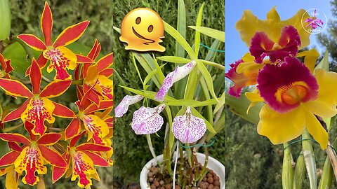 Orchid Eye 🍬👀Candy Blooms 😍 Spikes Nov. 2024 | Private Orchid Collection in Bloom #ninjaorchids