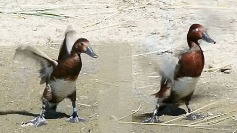 Dancing Ducks! Synchronised Birds