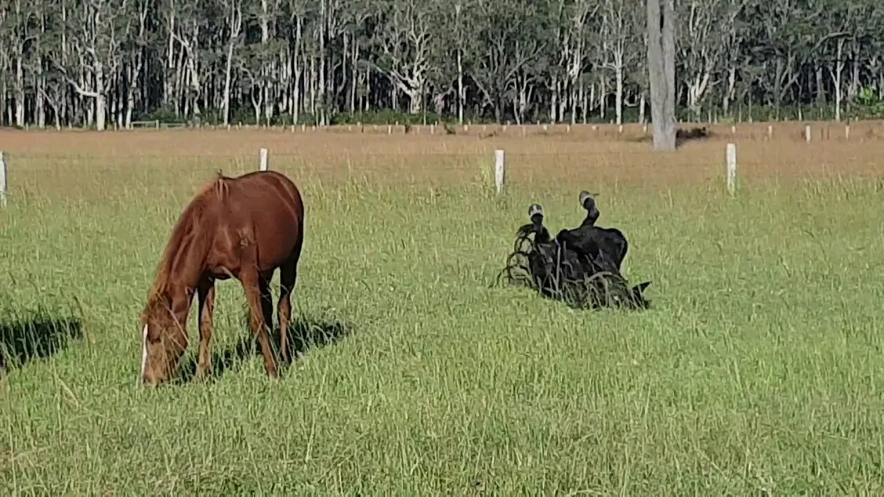 Grazing horses