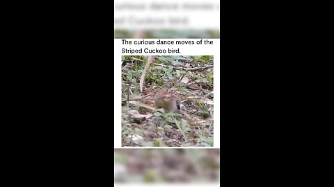 Stripped Cuckoo Dancing