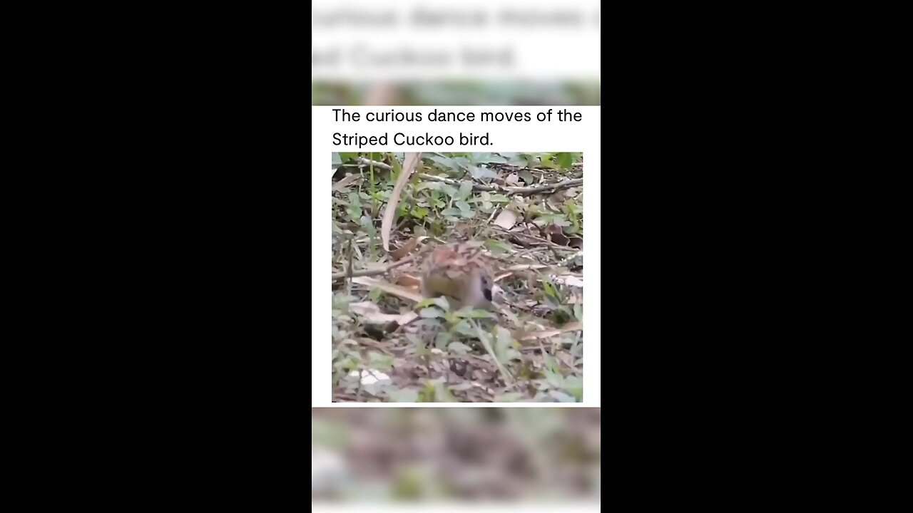 Stripped Cuckoo Dancing