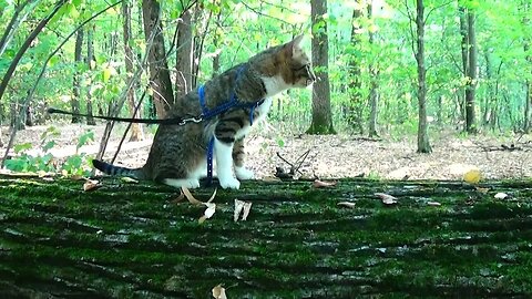 Cat Walks Along a Fallen Tree