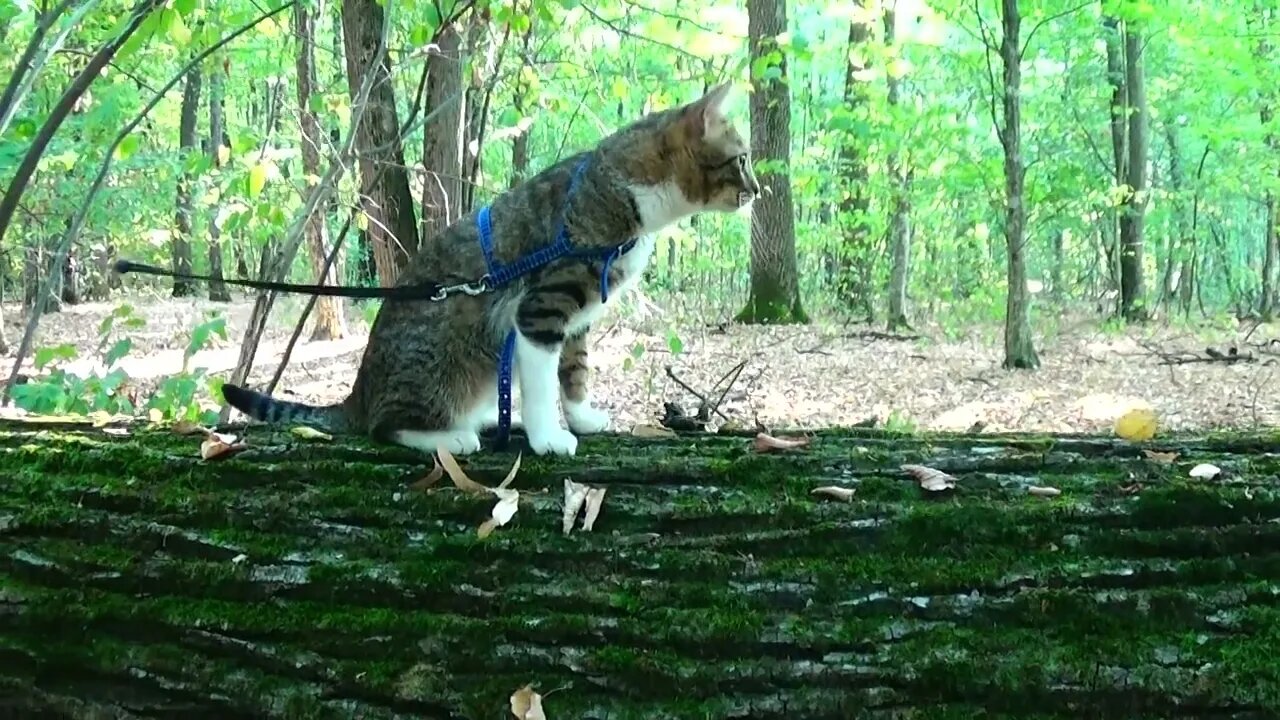 Cat Walks Along a Fallen Tree