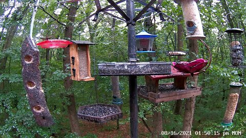 Male ruby-throated hummingbird