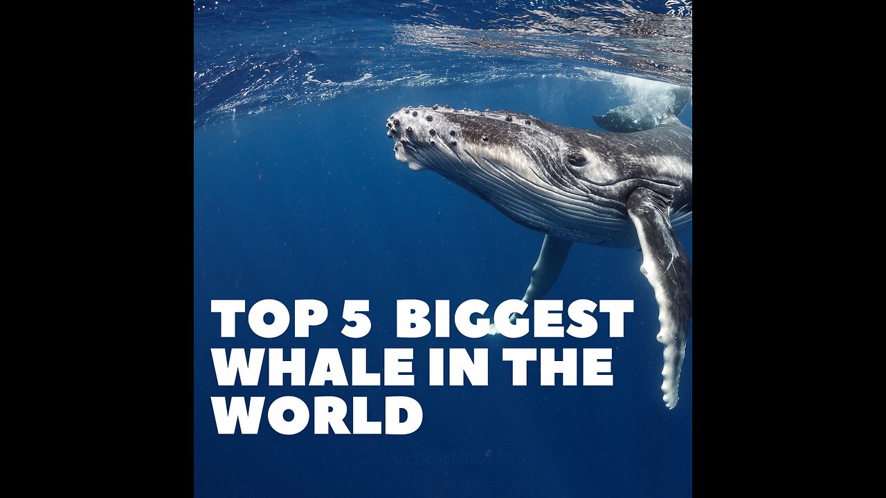 top 5 biggest whale in the world