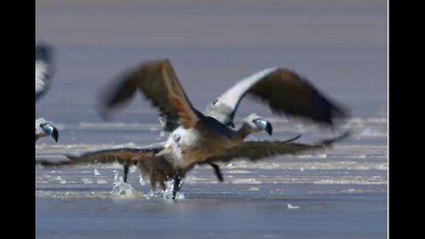 Will these flamingo chicks escape the ice before it’s too late?