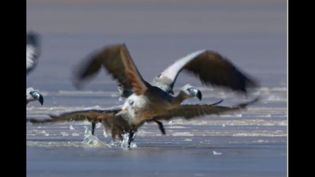 Will these flamingo chicks escape the ice before it’s too late?