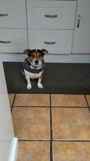 Milo Does Not Fancy A Walk In The Rain!