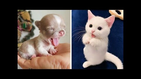 Cute and funny promeranian Dogs videos Best of 2022 Cute Cats and funny Dogs videos #28