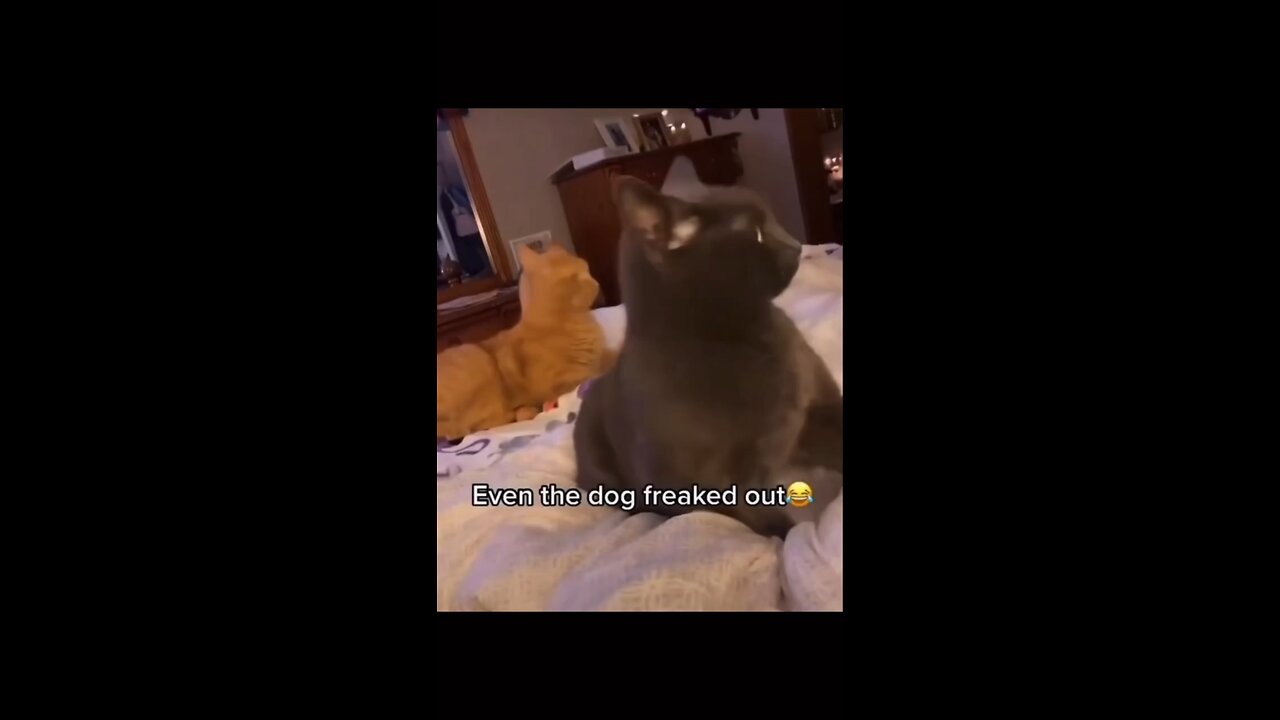 Funny Cat's reactions