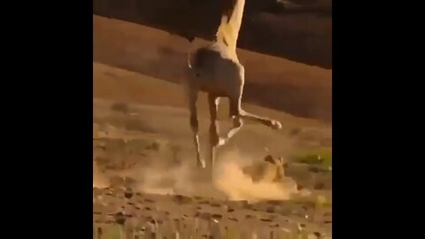 The giraffe worked its way right through the lion