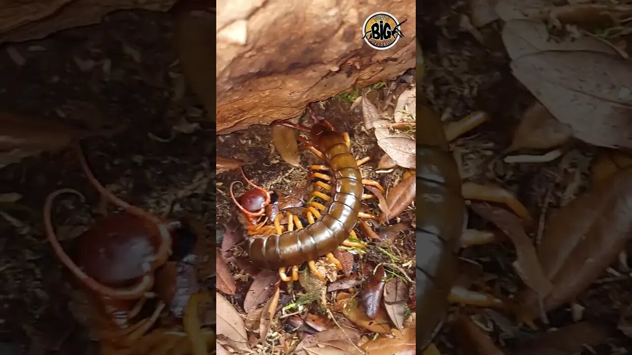 Giant Centipede Feeding ft. Scolopendra dehaani #shorts