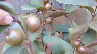 frutíferas produzindo em vaso pera maçã pêssego nectarina ameixa goiaba roxa cajá caju...