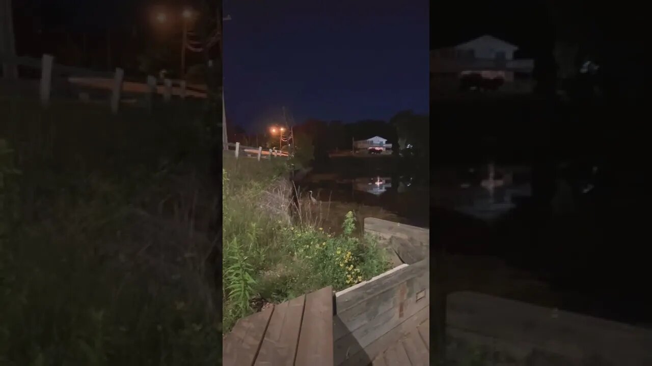 Wild heron chilling by some houses