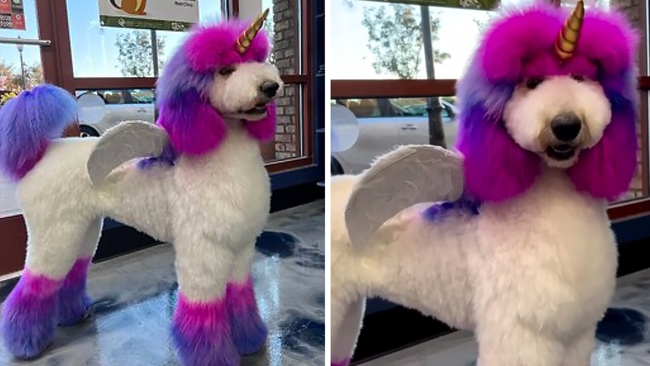 Beautiful Poodle Is The Perfect Rainbow Alicorn