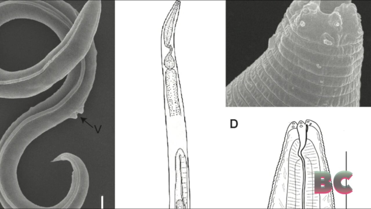 Scientists Resurrected an Extinct Animal Frozen for 46,000 Years in Siberia