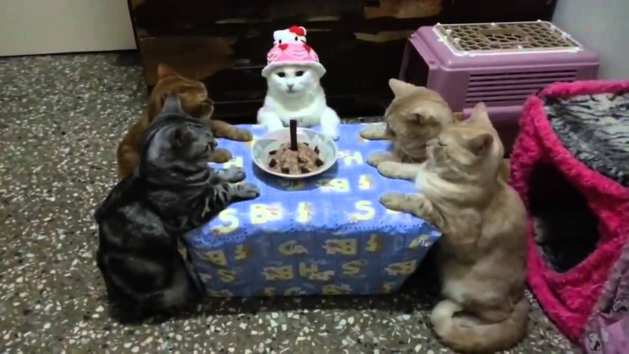 cute kitten celebrating her birthday