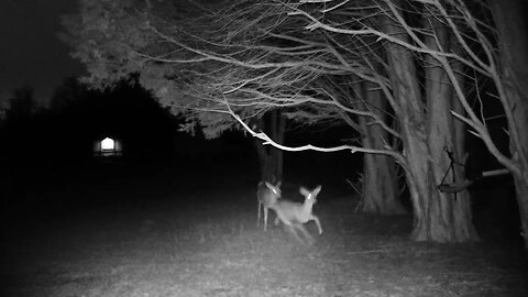 I spooked some Deer, my bad