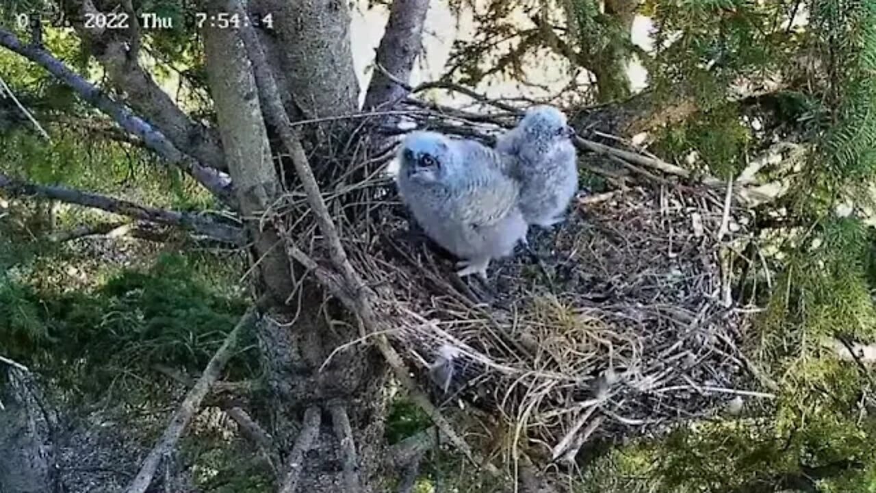 Ellis Bird Farm-Territorial Hoots 🦉 5/26/22 07:53