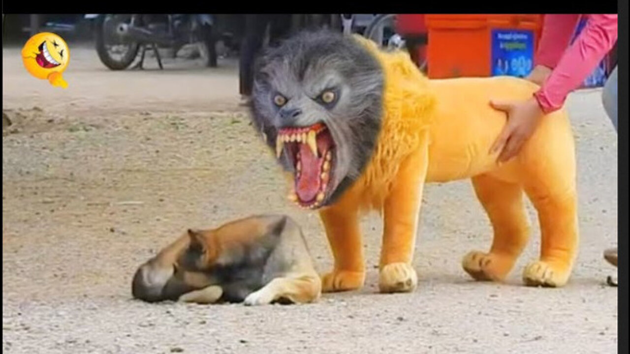 Troll Prank Dog Funny & fake Lion and Fake Tiger Prank To dog & Huge Box Prank to dog