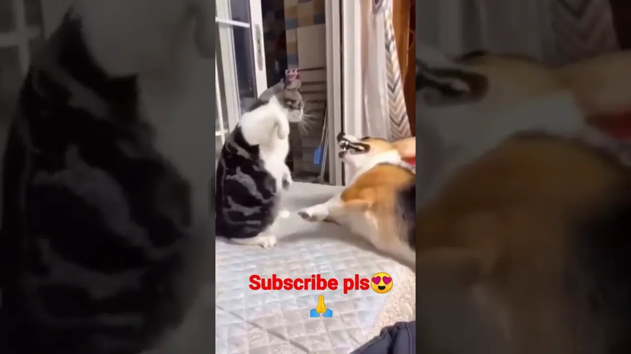 #youtubeshorts funny cat😍