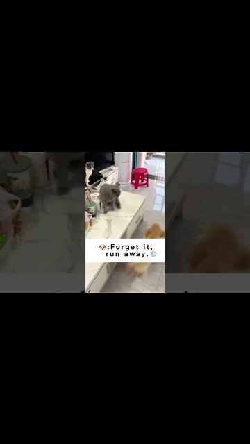 The cat is a drummer😂😂