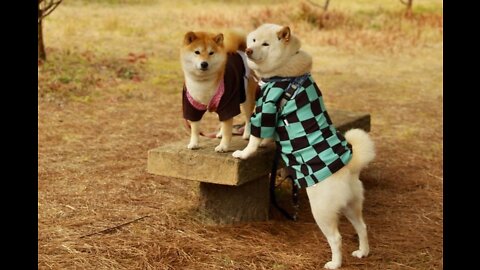 Funniest Dog Playing With Owner Videos That Will Make You Laugh Funny Dogs Videos 05