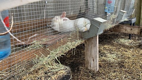 Morning chores and checking on the plants I planted last night