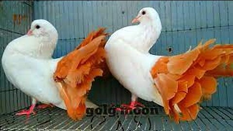 10 beautiful pigeons collection on earth....thecreative789