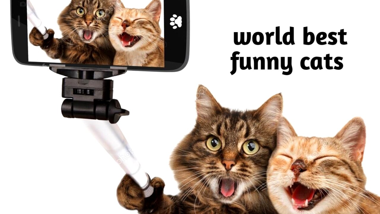 World best funny cats