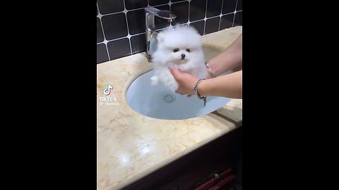 Bathing a cute puppy 😻😻😻