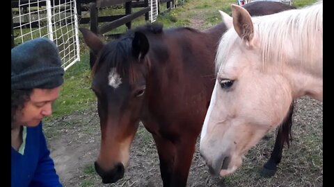 Feeding Brumbies. An insight into what Australia's wild horses are like