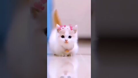 SUPER CUTE CAT 4K FULL SCREEN STATUS VIDEO