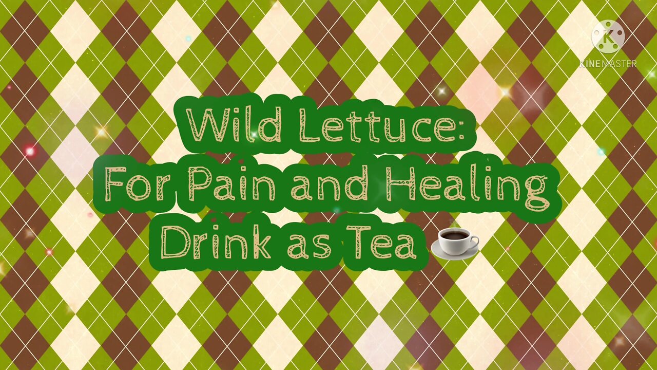 Wild Lettuce: For Pain and Healing-Drink as Tea