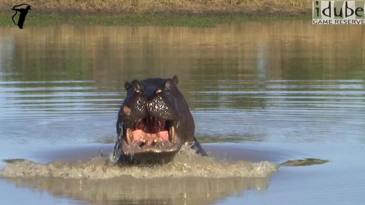 Crazy Hippo