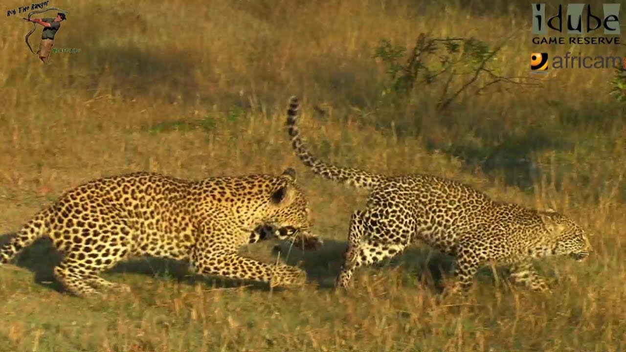 Leopard And Cub - Life Outside The Bushcamp - 28: Morning Playtime