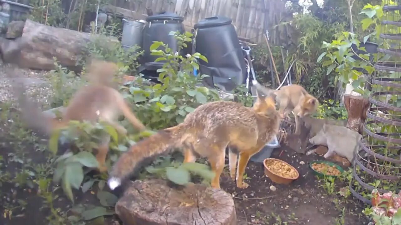 🦊LIVESTREAM Ajax her teenage #fox cubs and jackdaw action in foxy playpen - RING Doorbell Part 1