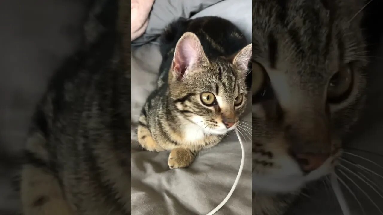 Puff the feral kitten, a complete ball of cuteness