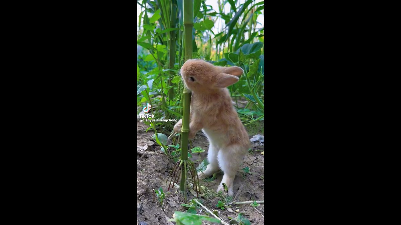 cute bunny