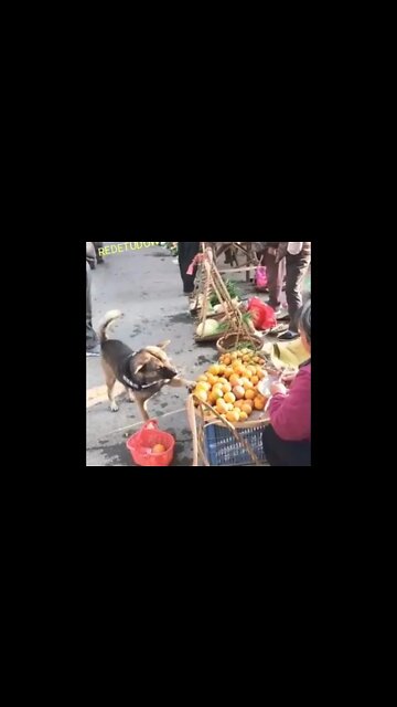 SHORT DAY: Dog Laranja